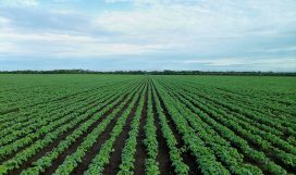 soybean-field-farming-field-agriculture soybean-field-farming-field-agriculture