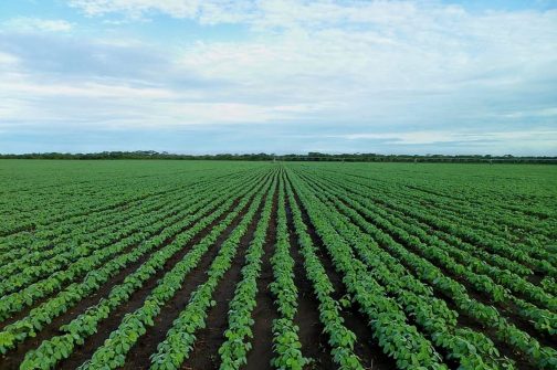 soybean-field-farming-field-agriculture soybean-field-farming-field-agriculture